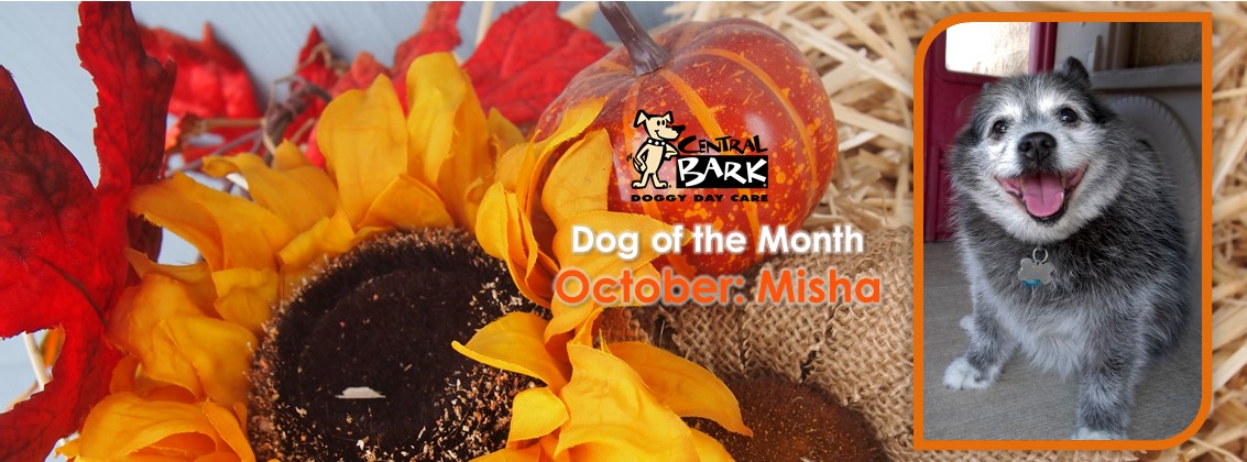 October Dog of the Month image