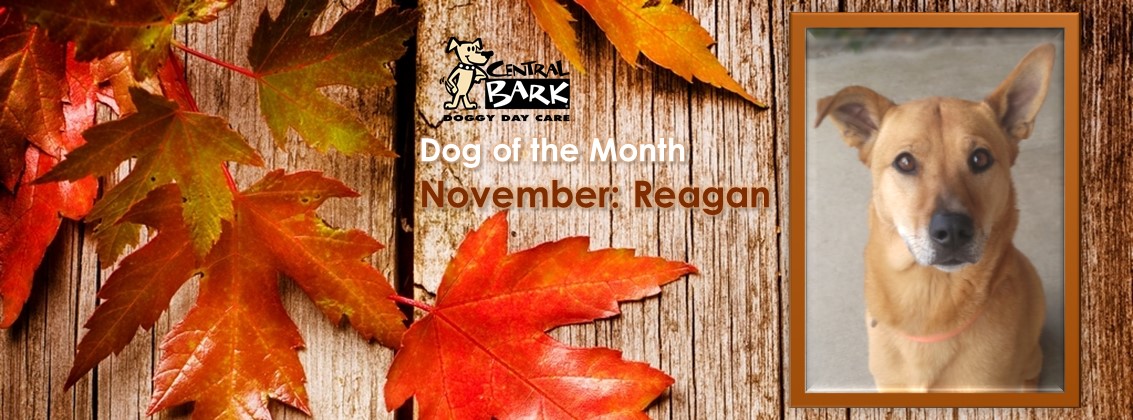 Dog of November