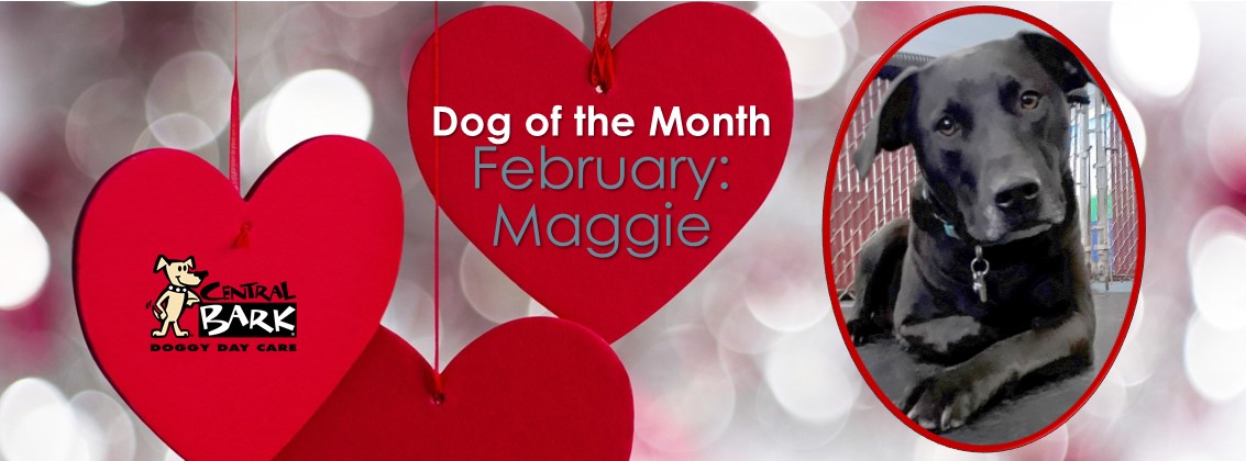 February Dog Of The Month