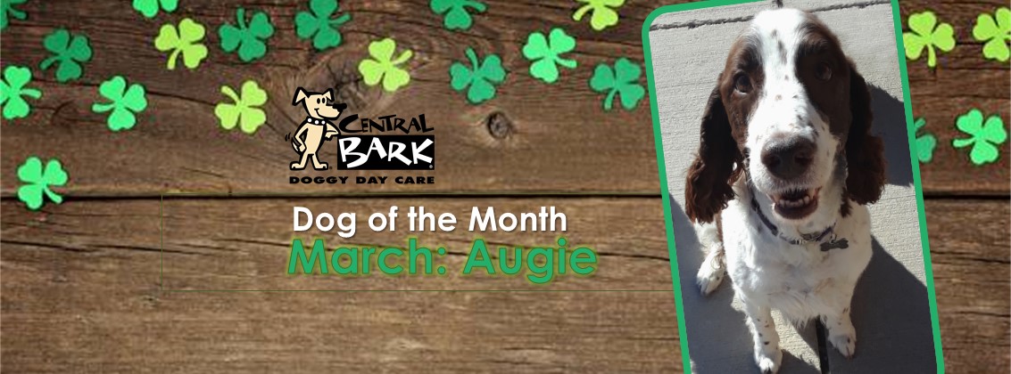 Augie is our March Dog Of The Month