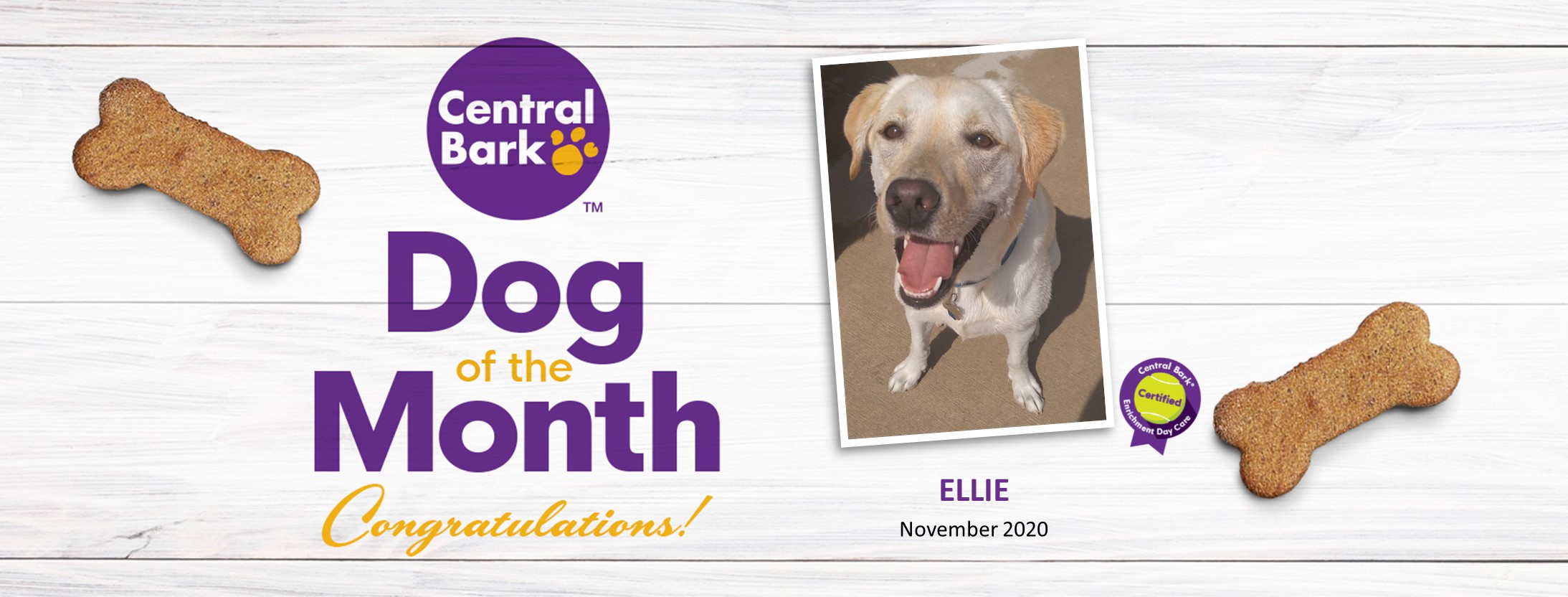 Central Bark Waukesha Dog Of The Month - November 2020 Ellie
