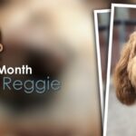 November 2022 Dog Of The Month