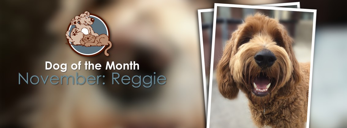 November 2022 Dog Of The Month