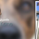 Kane - Dog Of The Month