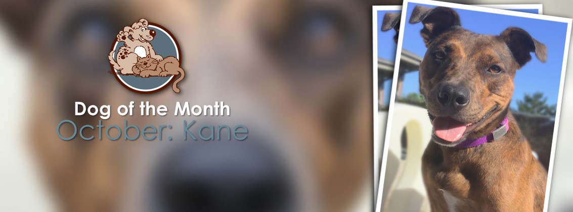 Kane - Dog Of The Month